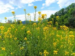 Attēlu rezultāti vaicājumam “Barbarea vulgaris subsp. arcuata flower”
