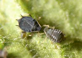 Attēlu rezultāti vaicājumam “Aphis fabae”