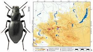 Attēlu rezultāti vaicājumam “Bolitophagus reticulatus imago”