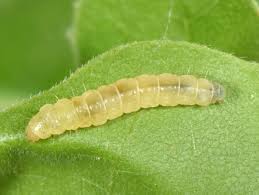 Attēlu rezultāti vaicājumam “Acleris forsskaleana”