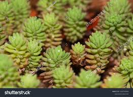 Attēlu rezultāti vaicājumam “Sedum pallidum flower”