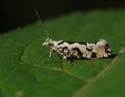 Attēlu rezultāti vaicājumam “Ypsolopha sequella”