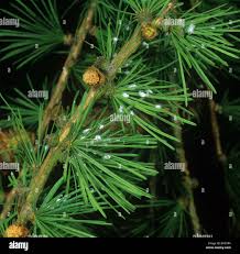 Attēlu rezultāti vaicājumam “Adelges laricis”