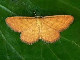 Attēlu rezultāti vaicājumam “Idaea serpentata”
