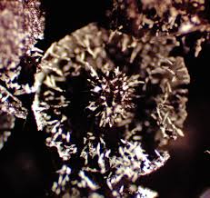 Attēlu rezultāti vaicājumam “Badhamia affinis”