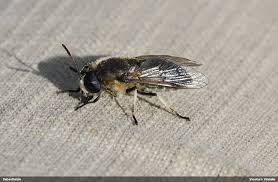 Attēlu rezultāti vaicājumam “Heptatoma pellucens”