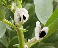 Attēlu rezultāti vaicājumam “Vicia faba flower”