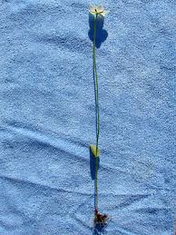 Attēlu rezultāti vaicājumam “Parnassia palustris bud”