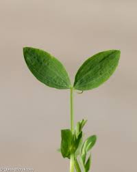 Attēlu rezultāti vaicājumam “Lathyrus pratensis”