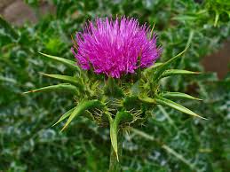 Image result for Silybum marianum