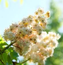 Attēlu rezultāti vaicājumam “Aesculus hippocastanum flower”