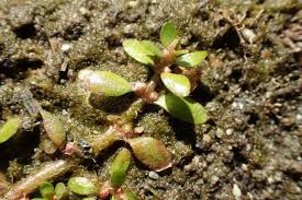 Attēlu rezultāti vaicājumam “Elatinaceae”