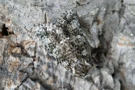 Attēlu rezultāti vaicājumam “Acronicta rumicis imago”