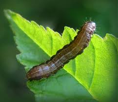 Attēlu rezultāti vaicājumam “Eupsilia transversa”