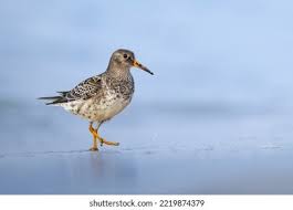 Attēlu rezultāti vaicājumam “Calidris maritima”