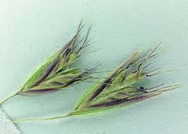 Attēlu rezultāti vaicājumam “Danthonia decumbens fruit”