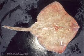 Image result for Raja brachyura