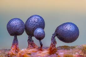 Attēlu rezultāti vaicājumam “Cribraria violacea spores”