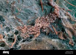 Attēlu rezultāti vaicājumam “Yponomeuta evonymella”