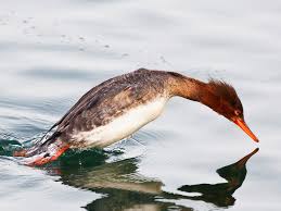 Attēlu rezultāti vaicājumam “Mergus serrator female”