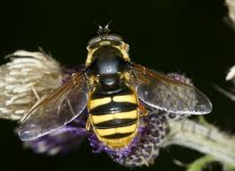 Attēlu rezultāti vaicājumam “Sericomyia silentis”