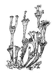 Attēlu rezultāti vaicājumam “Cladonia phyllophora”