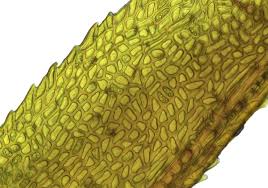 Attēlu rezultāti vaicājumam “Dicranum undulatum”