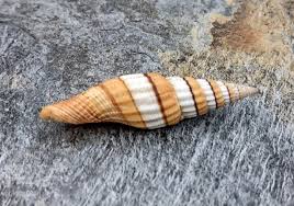 Image result for mountain top seashell