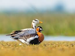 Image result for Branta ruficollis
