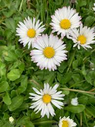 Image result for Bellis perennis