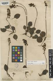 Attēlu rezultāti vaicājumam “Pyrola media”