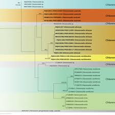Attēlu rezultāti vaicājumam “Serpoleskea subtilis”