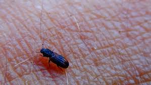 Attēlu rezultāti vaicājumam “Bitoma crenata”