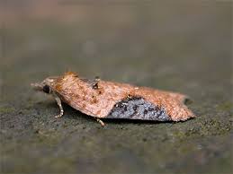 Attēlu rezultāti vaicājumam “Acleris laterana”