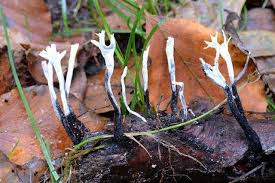 Attēlu rezultāti vaicājumam “Xylaria”