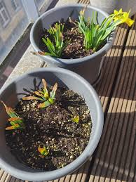 Attēlu rezultāti vaicājumam “Narcissus leaf”