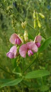Attēlu rezultāti vaicājumam “Lathyrus sylvestris”