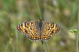 Attēlu rezultāti vaicājumam “Melitaea phoebe underside”