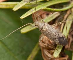 Attēlu rezultāti vaicājumam “Phytocoris tiliae”
