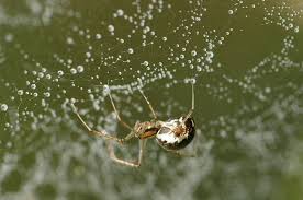Attēlu rezultāti vaicājumam “Linyphiidae”