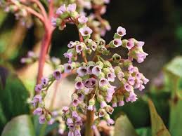Attēlu rezultāti vaicājumam “Bergenia crassifolia flower”
