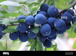 Attēlu rezultāti vaicājumam “Prunus spinosa fruit”