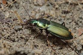 Attēlu rezultāti vaicājumam “Poecilus cupreus”