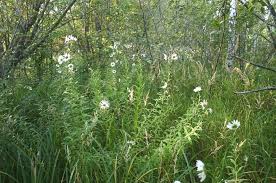Image result for Leucanthemella serotina