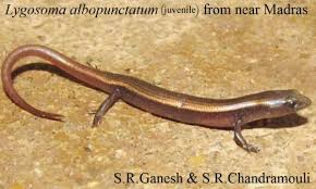 Attēlu rezultāti vaicājumam “Lycogala asperum young”