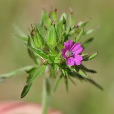 Attēlu rezultāti vaicājumam “Geranium dissectum flower”