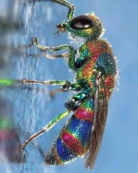 Attēlu rezultāti vaicājumam “Hedychrum sp.”