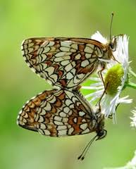 Attēlu rezultāti vaicājumam “Mellicta athalia underside”