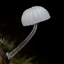 Attēlu rezultāti vaicājumam “Tilachlidium brachiatum”