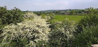 Image result for Crewe Cricket Club